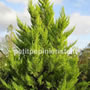Eleagnus Eleagnus