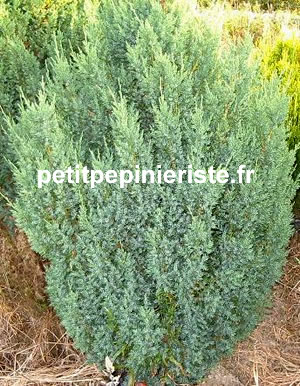 juniperus stricta