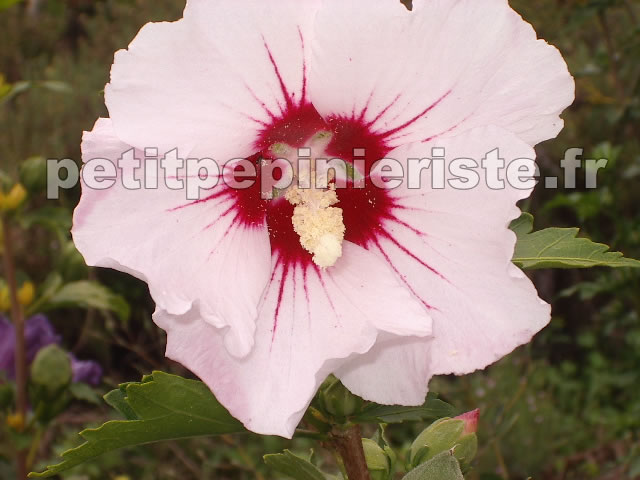 Althea syriacus hibiscus hamabo