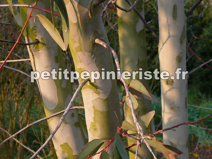 Eucalyptus niphophila en cépée