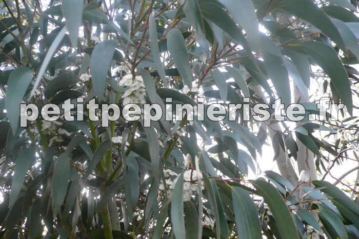 feuille de l'eucalyptus niphophila