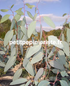 Vente d'eucalyptus gunni