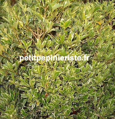 Osmanthus heterophyllus aurea