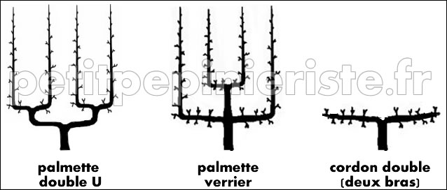 arbre fruitier en espalier 