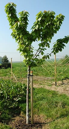 cerisier burlat
