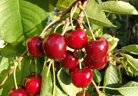 Cerisier hâtif de burlat