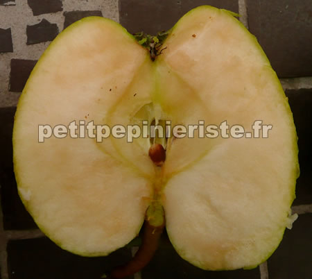 pommier golden