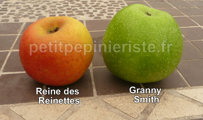 granny smith et reine des reinettes