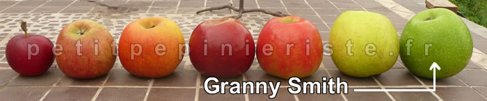 Granny smith