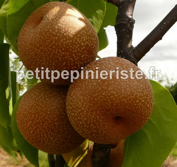 nashi, un arbre fruitier