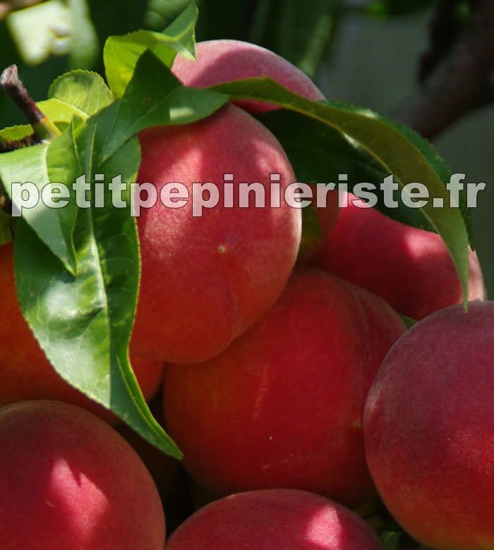 Pecher fertile de septembre