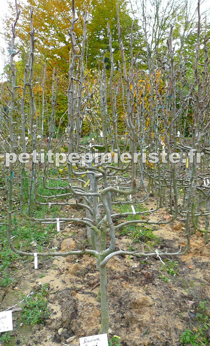 poirier beurré hardy en espalier palmette verrier