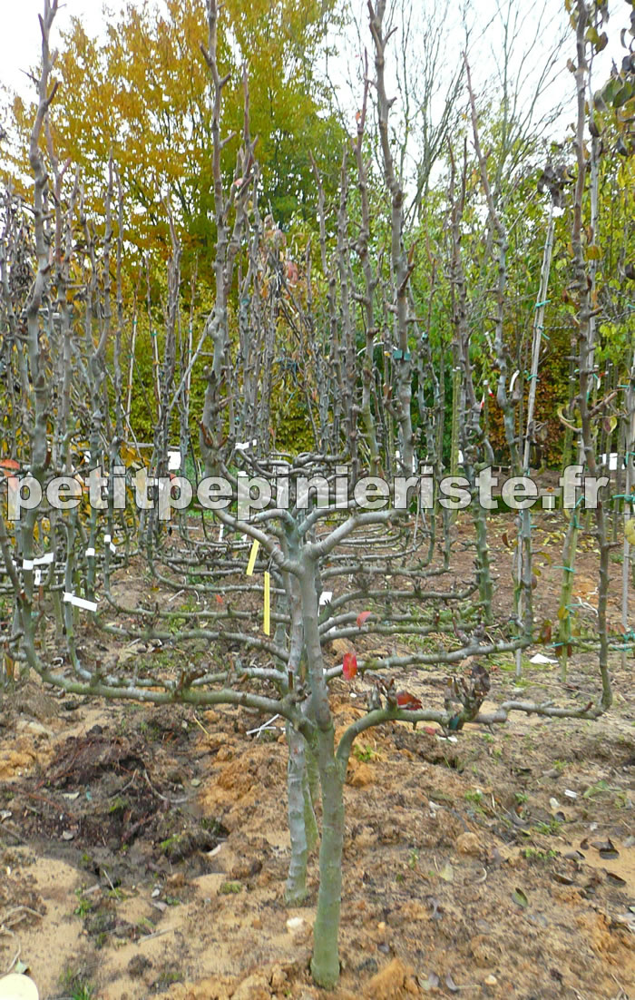 Poirier conférence en espalier formé en palmette verrier