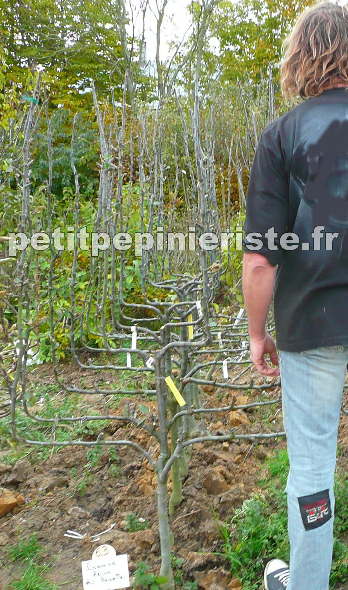 Poirier en espalier