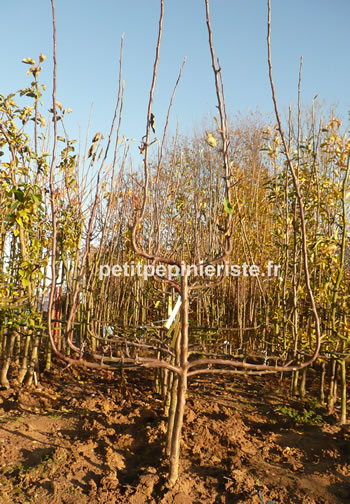 poirier en espalier