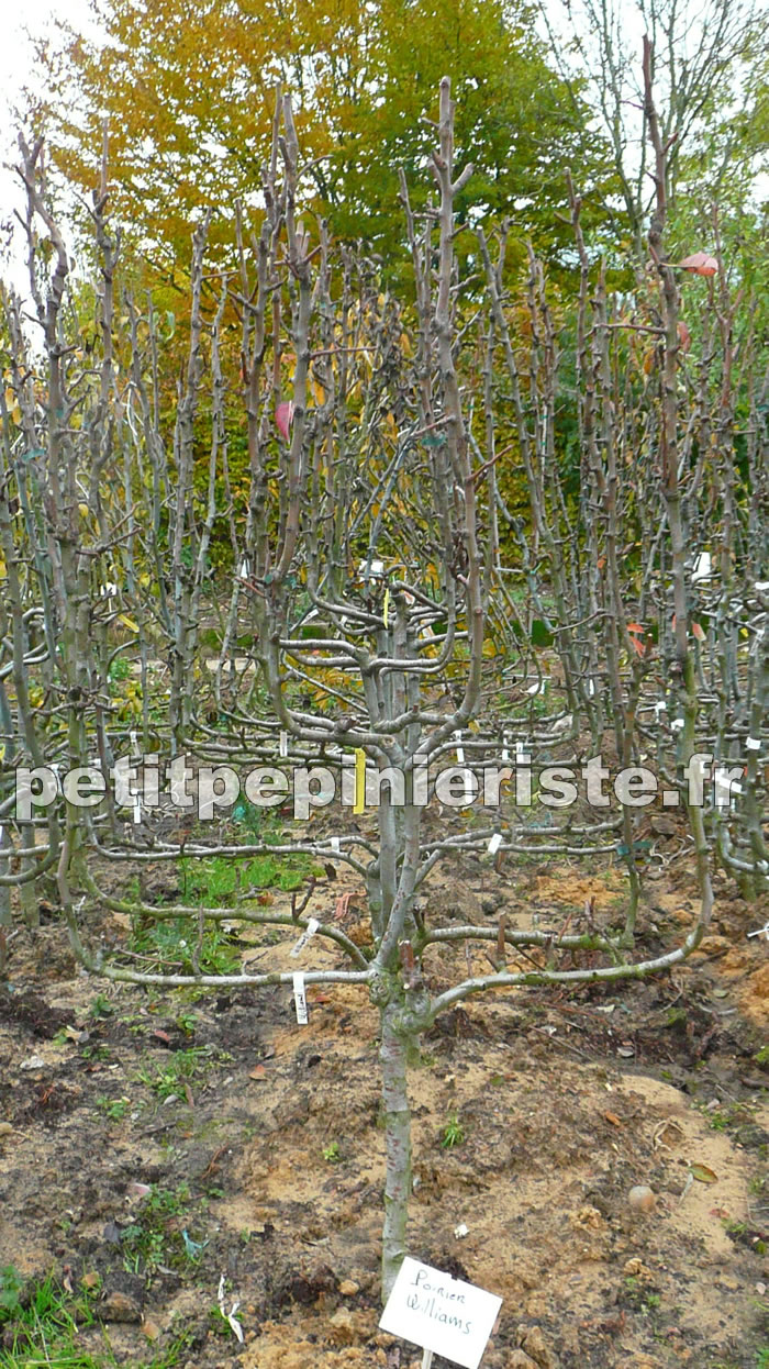 Poirier williams en espalier palmette verrier