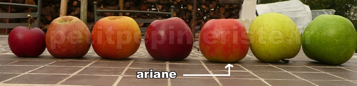 Pomme ariane
