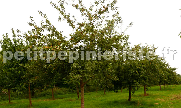 Pommier à cidre en verger