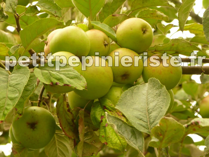 Pommier à cidre