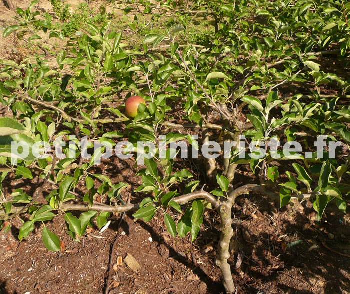 pommier en cordon deux bras