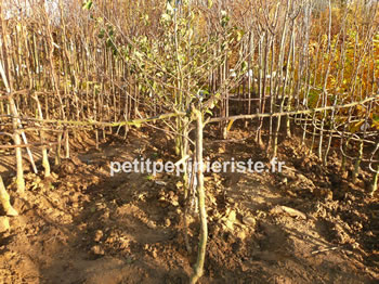 pommier en espalier