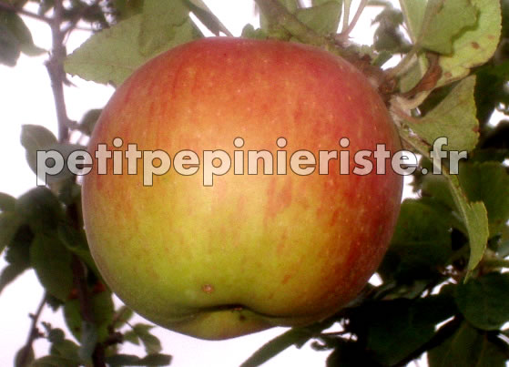 pommier cox orange