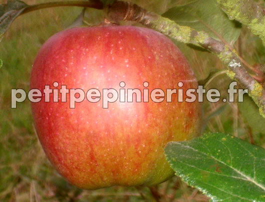 pommier cox