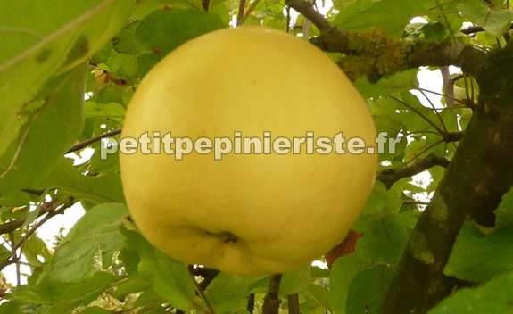 pommier golden delicious