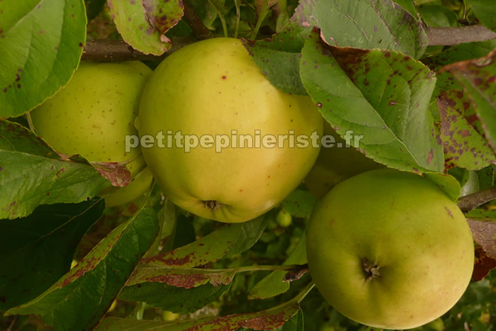 pommier golden delicious