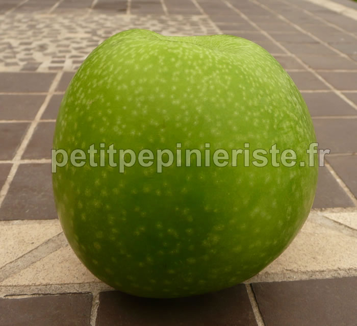 pommier granny smith