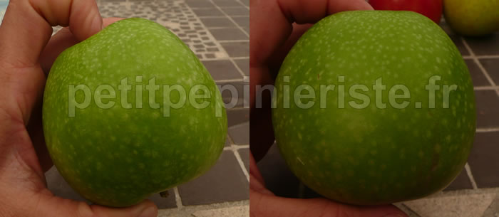 pommier granny smith