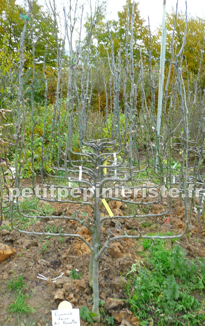 pommier reine des reinettes en espalier palmette verrier