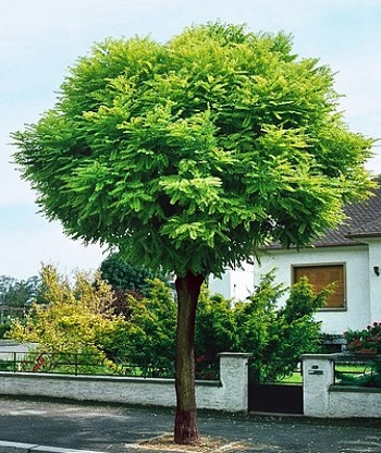 Acacia boule 