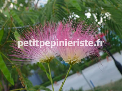 albizia