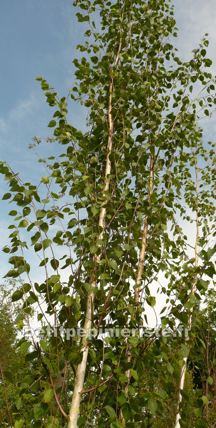 Bouleau utilis très blanc