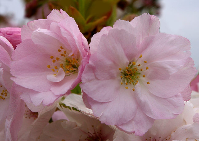 cerisier serrulata amanogawa