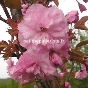 achat de cerisier fleur ou prunus kanzan