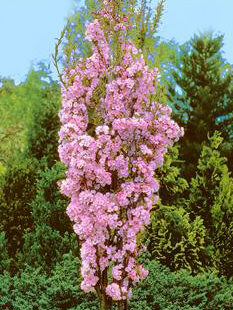 prunus serrulata amanogawa