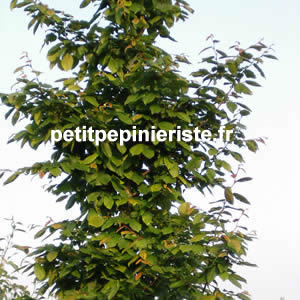 achat de charme ou carpinus betulus