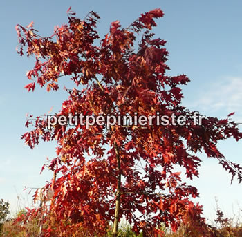 chêne rouge d'amérique