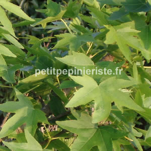 vente de liquidambar ou copalme