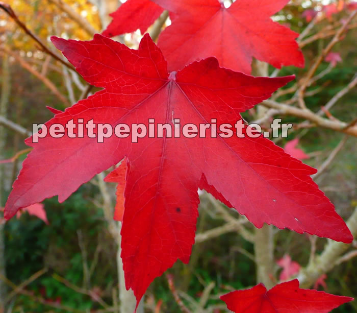 liquidambar en automne