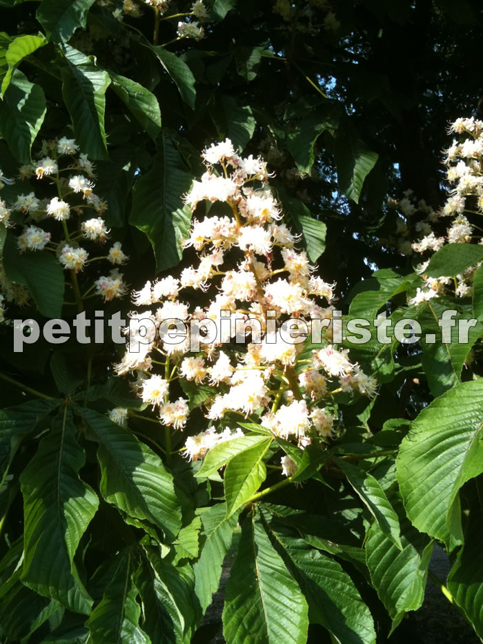 marronier commun blanc