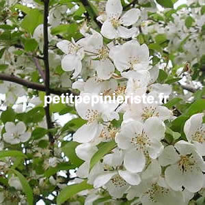 vente du pommier fleur ou malus