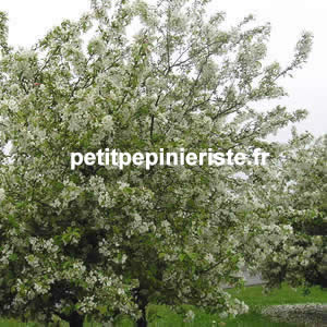 achat du pommier fleur ou malus