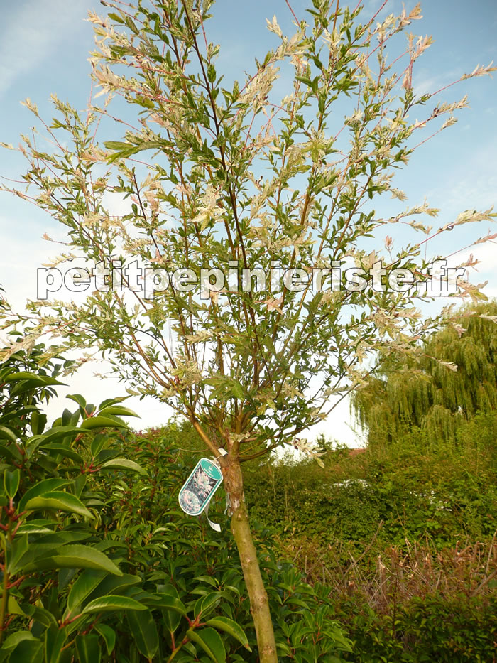 saule crevette