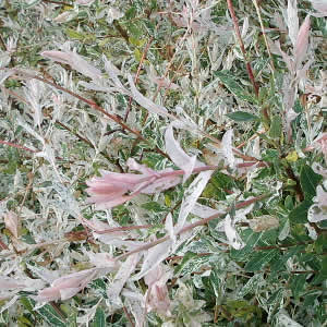 saule à feuilles roses