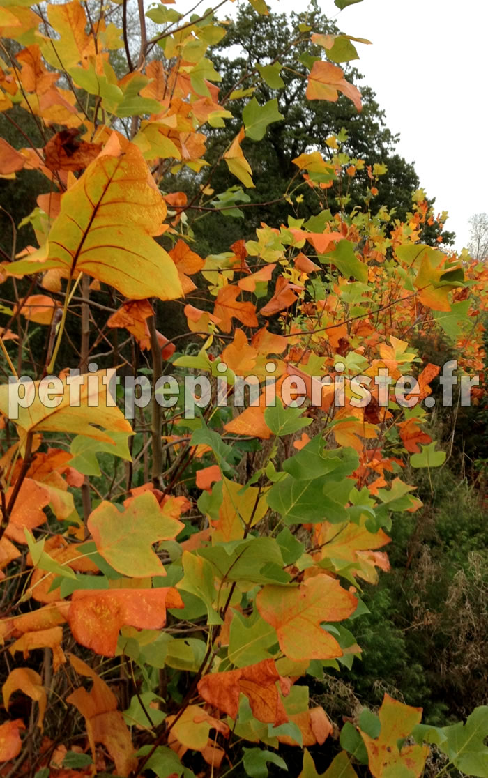 Liriodendron Tulipifera.jpg