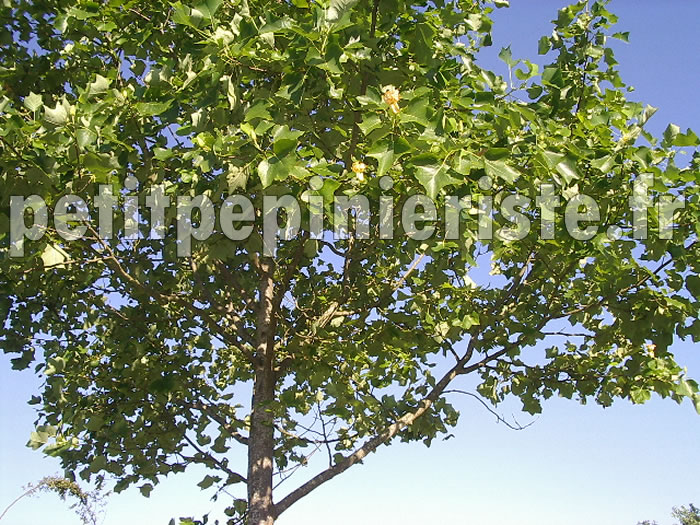 Tulipier 