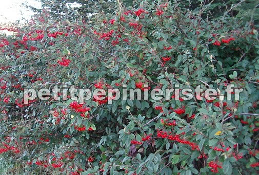 cotoneaster lacteus en arbre